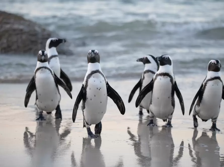 flock of penguins near sea